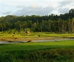 Study reveals warmer nights change the rice plant’s biological rhythm