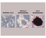 Chemical fingerprints help assess the reprogramming of regular cells into stem cells