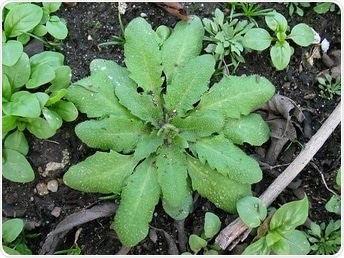 Plants evolve defensive systems through a combination of environmental factors
