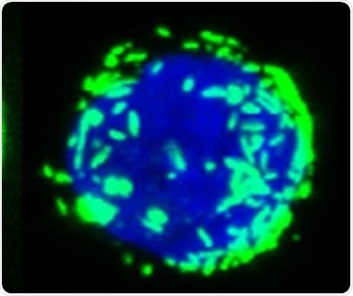Higher density mediates receptor activation in immune cells
