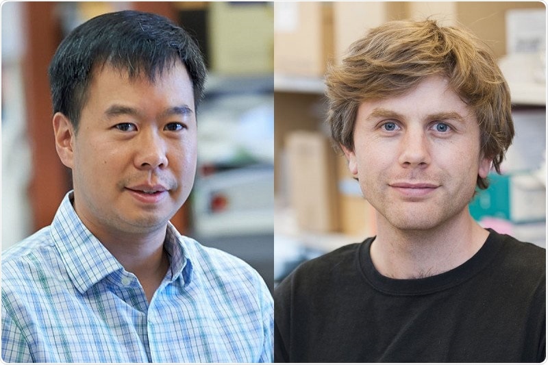 Researchers discover what fuels the immune system’s “natural killers”