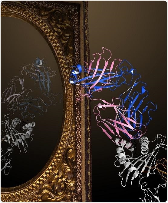 Study shows how T cells become activated when encountering pathogens