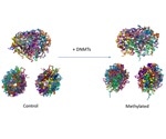 Study describes the impact of DNA methylation on the 3D structure of genome