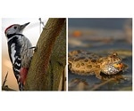 Harmful DNA mutations play a key role in the conservation of threatened species