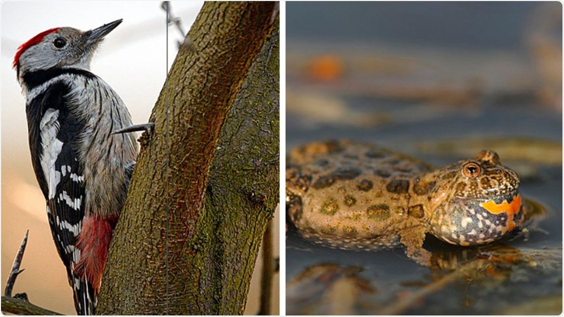 Harmful mutations in the DNA plays a key role in the conservation of threatened species