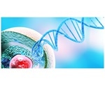 New tool sheds light on enzymatic activity linked to blood cancers, heart disease