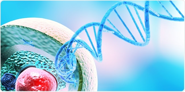 New tool sheds light on enzymatic activity linked to blood cancers, heart disease