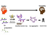 Specific chemical feature of a key protein may lead to neurodegenerative diseases