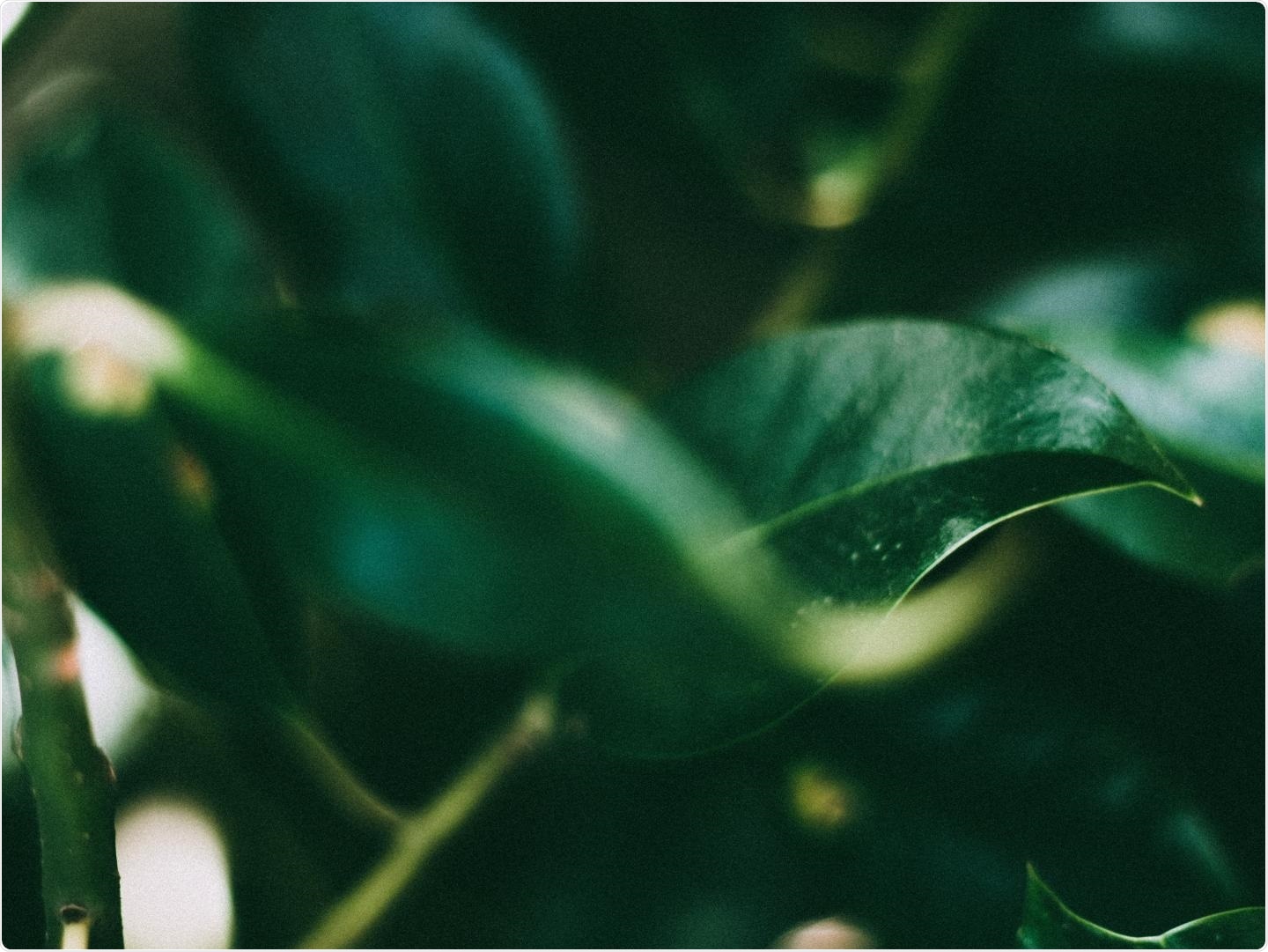 Study reveals how plants manage to live alongside each other at the time of stress