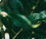 Study reveals how plants manage to live alongside each other at the time of stress