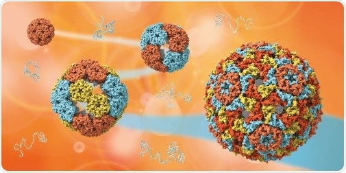 Study sheds new light on the early stages of viral evolution
