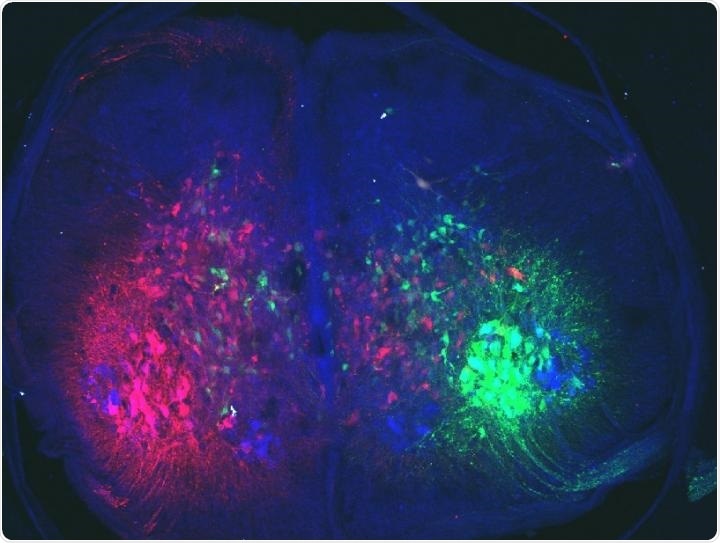 Study reveals molecular factors that allow birds to fly