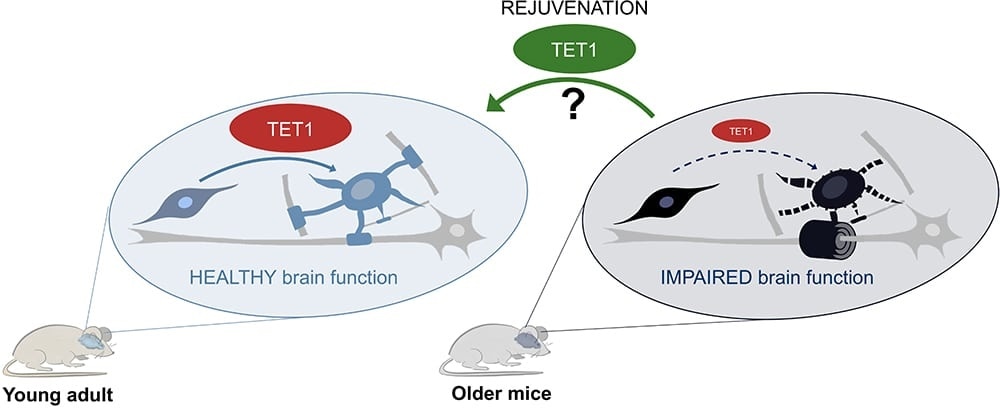 Study reveals key module involved in myelin repair