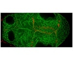 Newly identified protein regulates the flow of materials in the Drosophila ovary