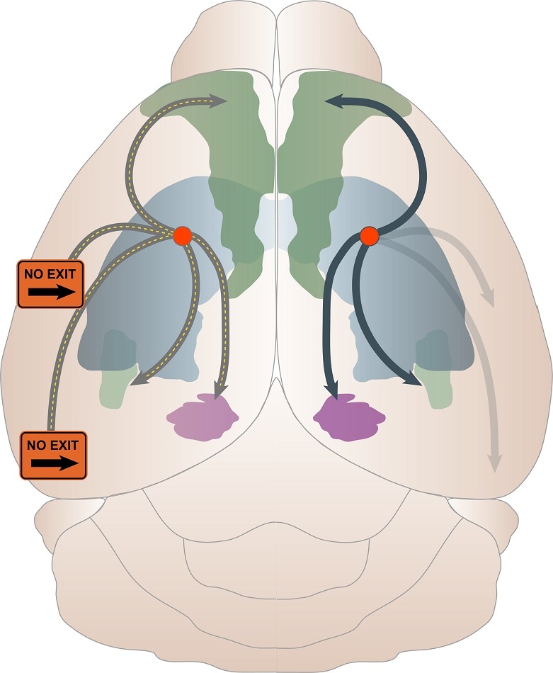 Misfolded tau proteins cause progressive degeneration in Alzheimer