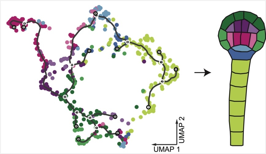 Researchers create first plant embryo gene expression atlas at the single cell level