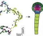 Researchers create first plant embryo gene expression atlas at the single-cell level