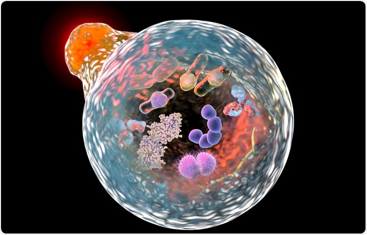 Study sheds new light on age-related diseases