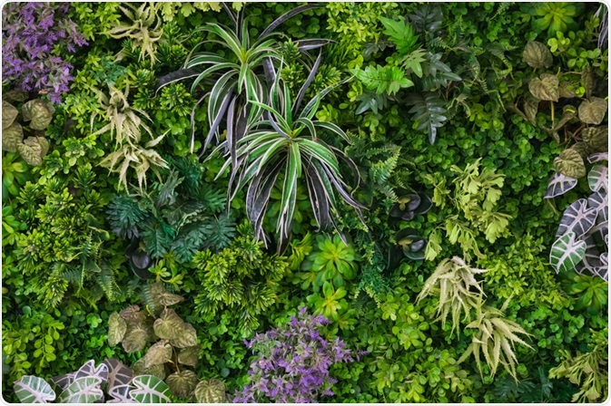 Plants Plants