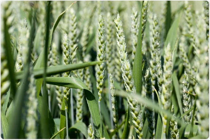 Rye Crop Rye Crop
