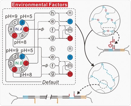 Researchers develop DNA-based switching circuits