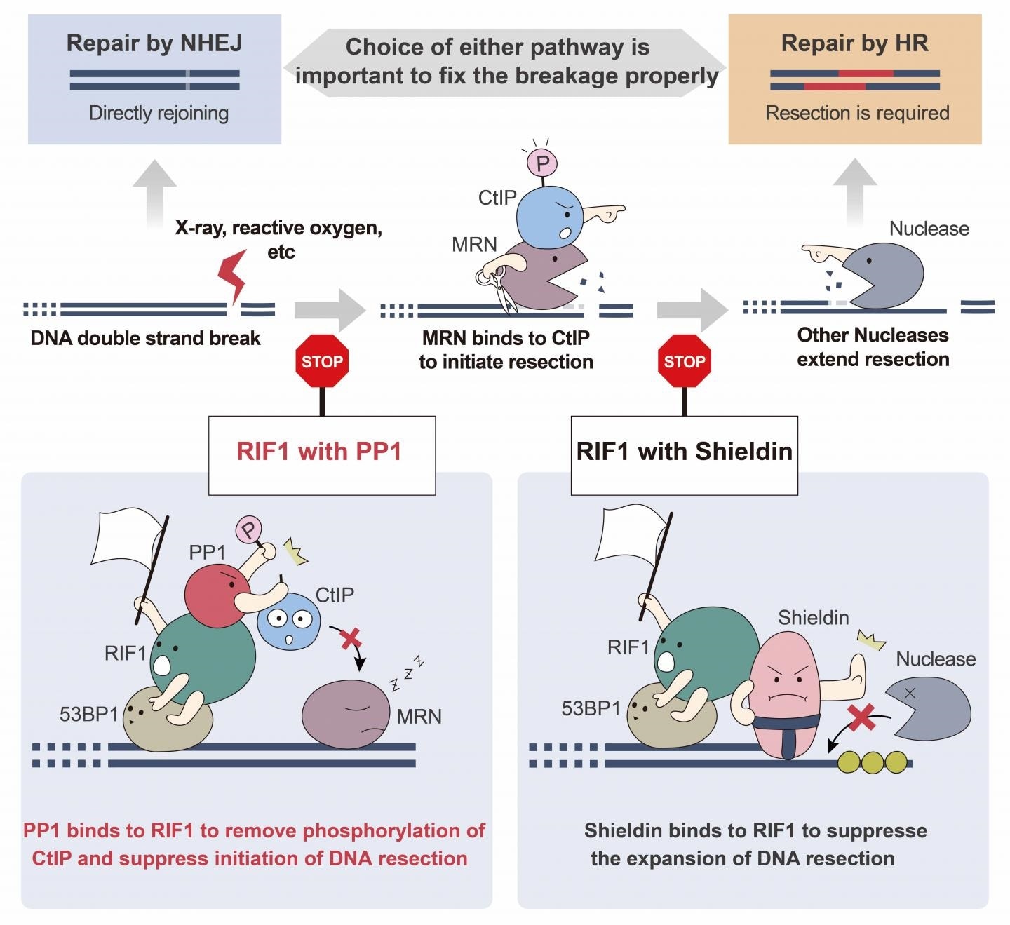 Insights on double-strand break repair may provide better understanding of cancer development