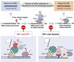 Insights on double-strand break repair may provide better understanding of cancer development