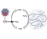 Researchers enhance antibacterial activity of hydrogen peroxide using copper-containing polymers