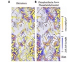 New method for generating metabolic profiles of individual cells