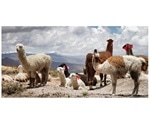 Study employs llama nanobodies to hunt human cytomegalovirus