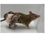 Researchers successfully create genetically engineered marsupials via genome editing
