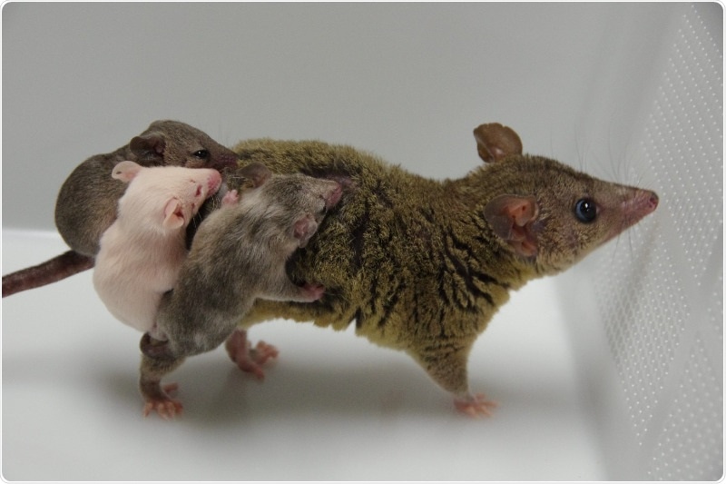 Researchers successfully create genetically engineered marsupials via genome editing
