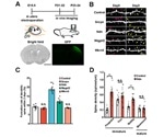 Study reveals causal gene in autism model mice with copy number variation