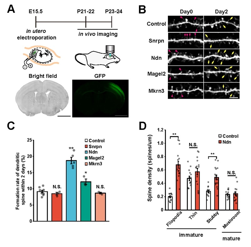 Study reveals causal gene in autism model mice with copy number variation