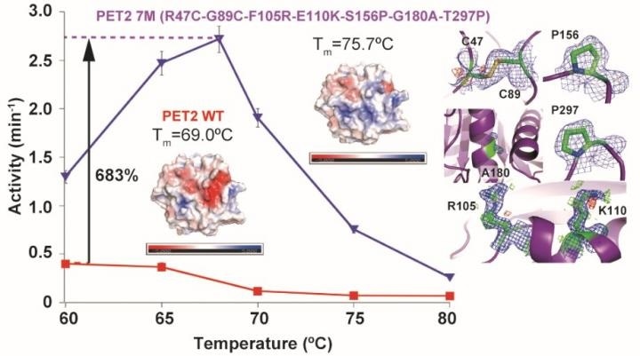 Engineered enzyme facilitates more effective plastic degradation