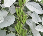 Researchers identify gene responsible for vicine-convicine content in faba beans