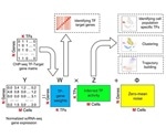 New machine learning method predicts how genes in particular cells are controlled