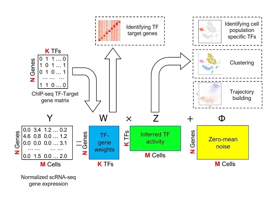 New machine learning method predicts how genes in particular cells are controlled