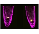 Two plant stem cell proteins control the division of cells and their response to stress