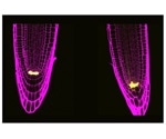 Two plant stem cell proteins control the division of cells and their response to stress