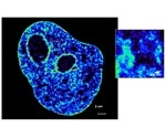 Study reveals the role of transcription in shaping the genome