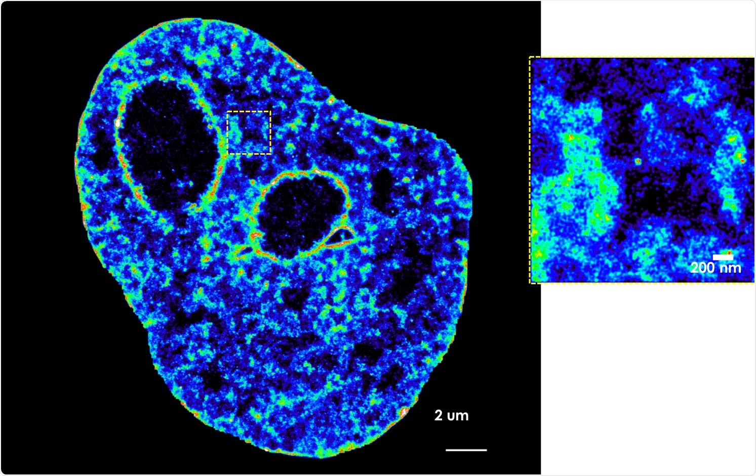 Study reveals the role of transcription in shaping the genome
