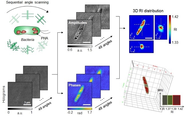 Researchers employ 3D holographic microscopy to visualize bioplastic in living cells