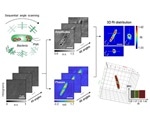 Researchers employ 3D holographic microscopy to visualize bioplastic in living cells