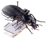New method to analyze the genomes of museum specimens