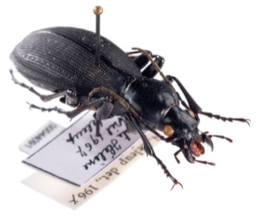 New method to analyze the genomes of museum specimens