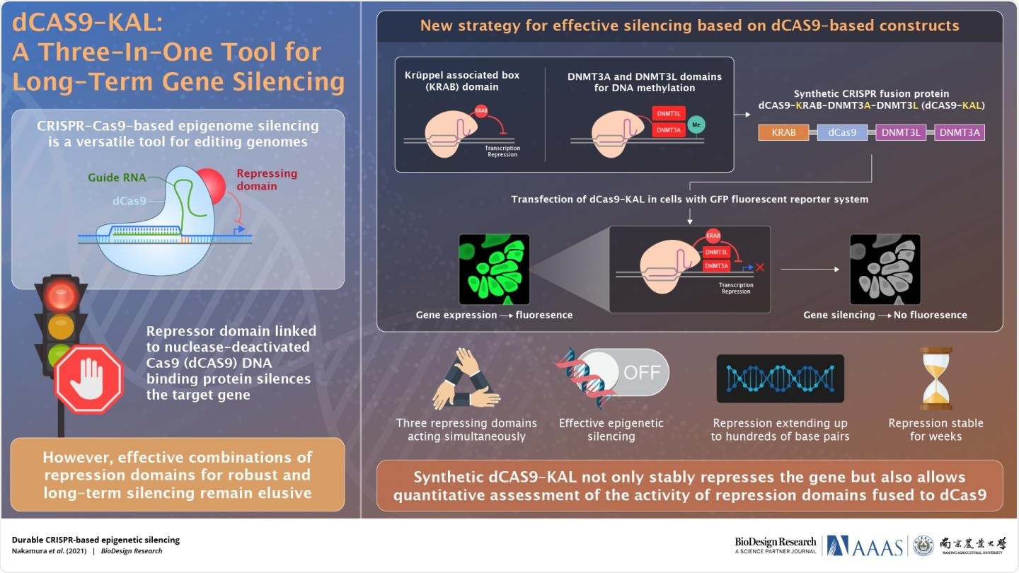 CRISPR-Cas9 system can help in very effective target genes silencing