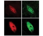 Study explains the rapid adaptation of plants to changing environmental conditions