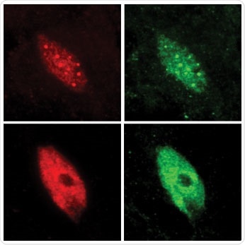Study explains the rapid adaptation of plants to changing environmental conditions