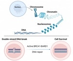 Study on protein complex could help support cancer prevention efforts, drug development